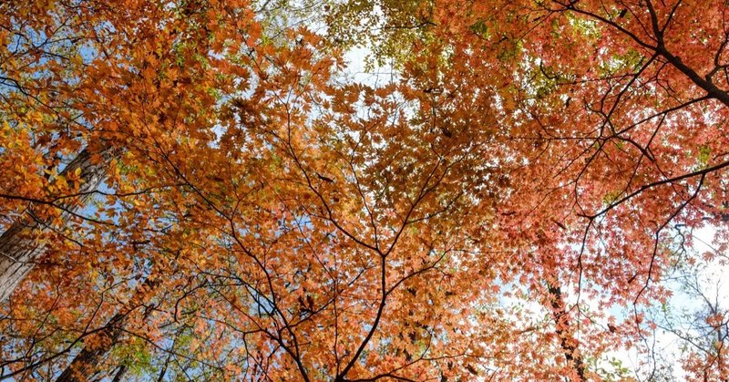 山の記録　牛ノ寝通り〜大マテイ山