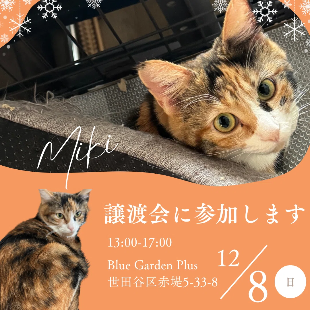 美少女・三毛猫みきちゃん里親募集中｜保護猫ボランティア｜むーちゃんママ