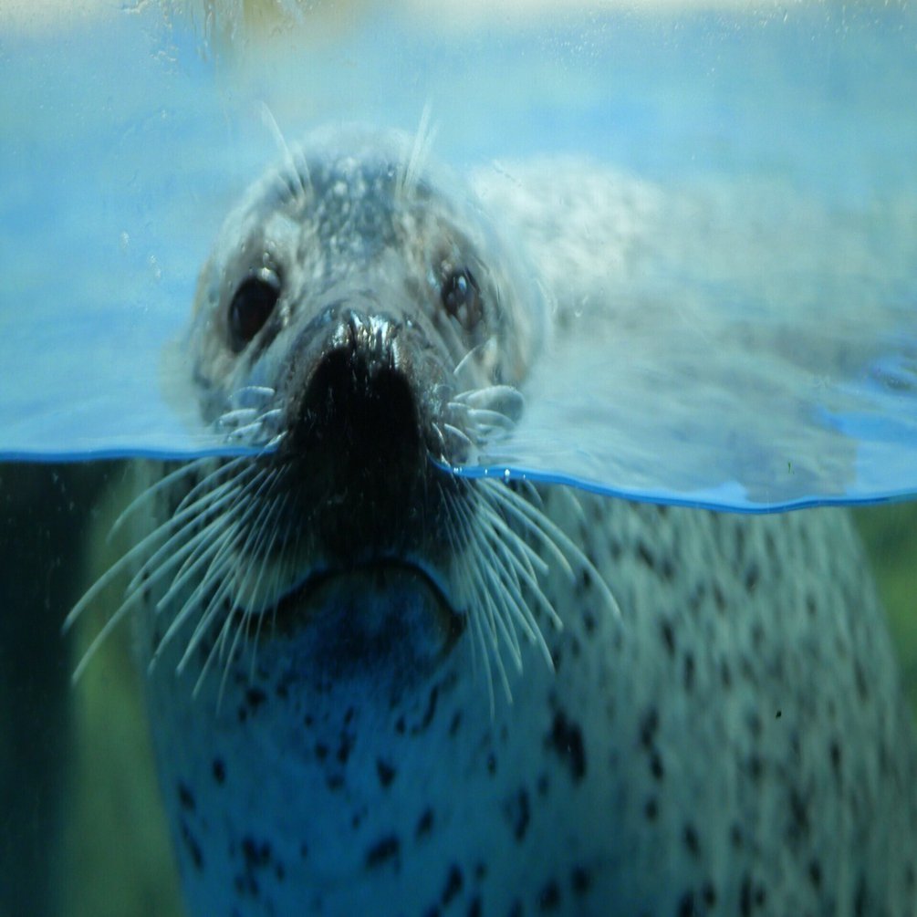 随時更新】使用機材とアザラシ撮影のための使用レンズまとめ（1都3県