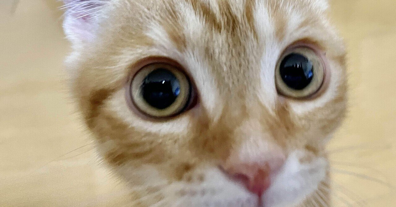 猫の目の不思議！｜にゃんすみきおのつぶやき