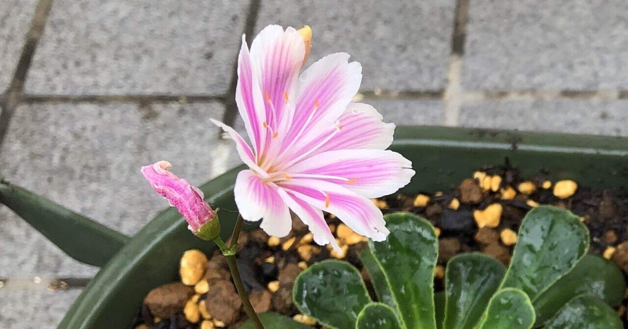 レオンさまありがとうございました。アビステ グリーンネックレス 