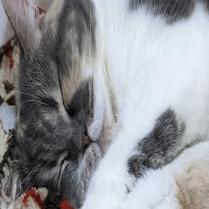 BUCK-TICK【スブロサ】の雑感｜yokochan