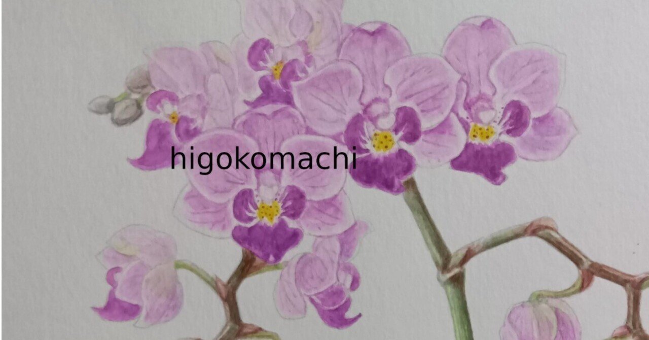 胡蝶蘭を描く｜higokomachi