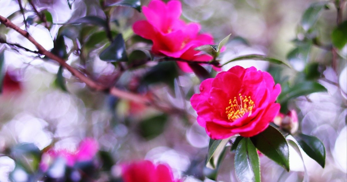 日本春蘭☆紅うさぎ☆赤花☆奇花☆20本☆花芽4