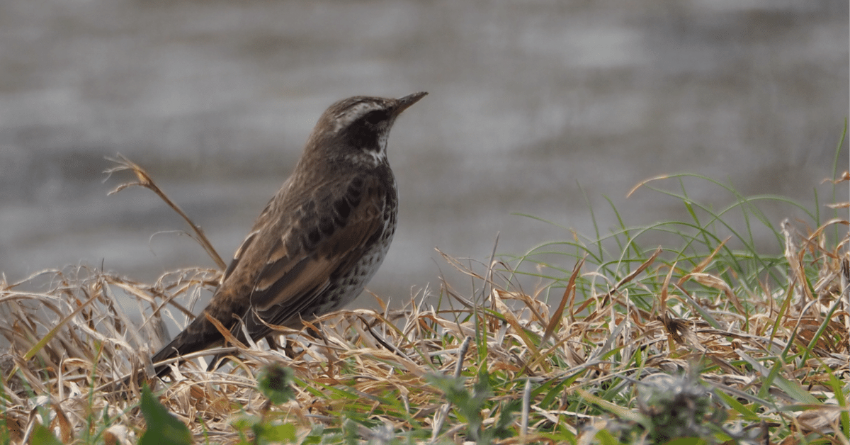 私の好きなカバーソング(111)「A Nightingale Sang In Berkeley