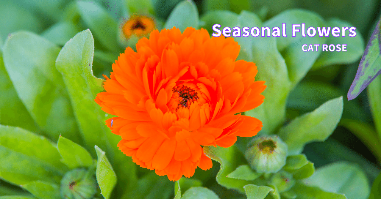 今週の花 「カレンデュラ（キンセンカ）」｜Cat rose 「ガーデニング