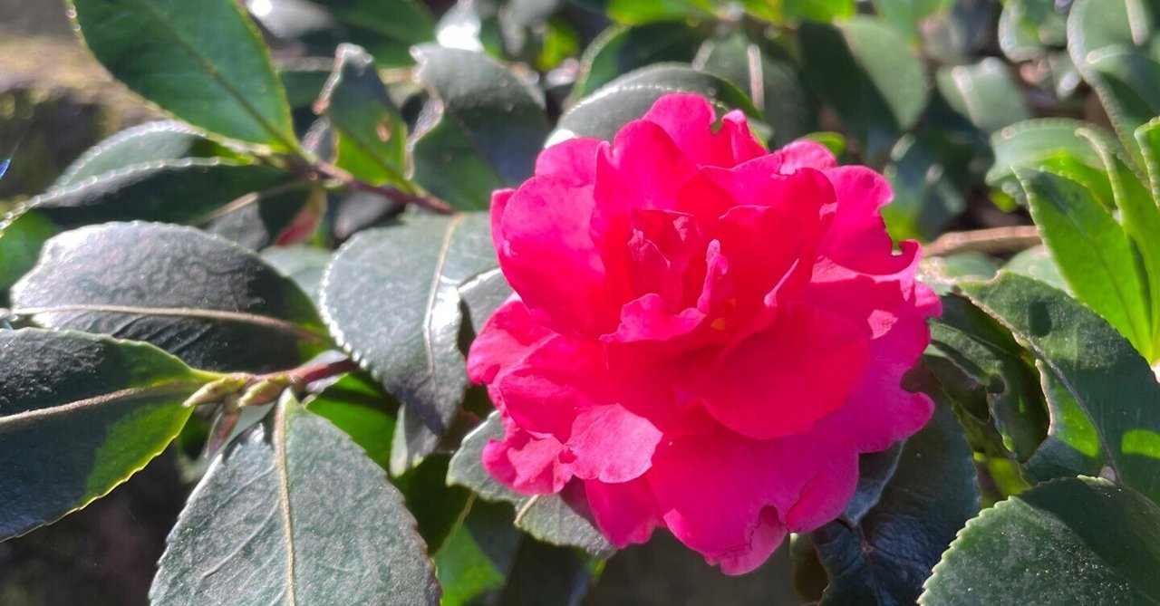 【花明かり】おまとめ3点 今年も紫陽花の季節がやってきました | お茶びより