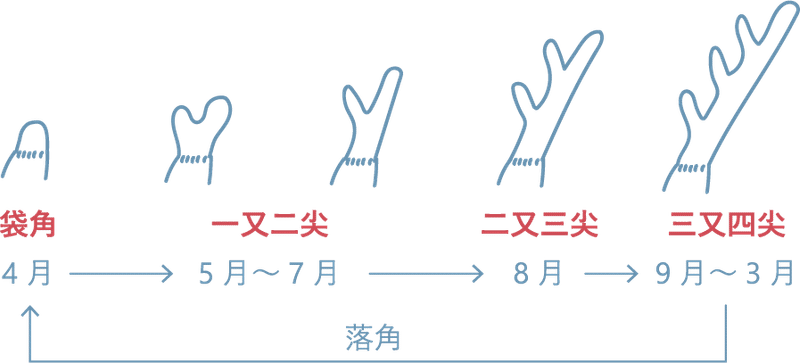 奈良のシカ事情 Circumstances Surrounding The Deer In Nara Ryoma Y Note 奈良のシカ事情 Circumstances Surrounding The Deer In Nara Ryoma Y Note