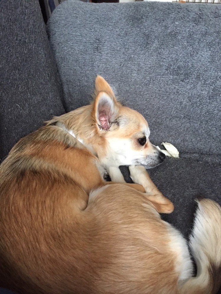 犬バカ上等ｗ の新着タグ記事一覧 Note つくる つながる とどける