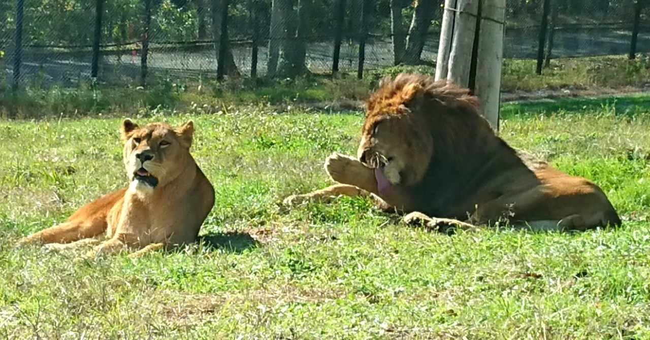 最新那須 サファリパーク ライオン 事件 すべての動物画像 最新那須 サファリパーク ライオン 事件 すべての動物画像