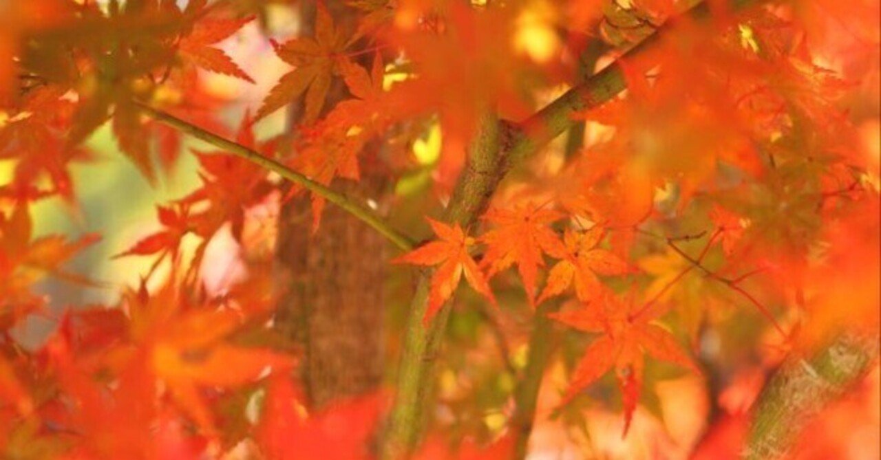 花旅＞日吉大社の紅葉、旧竹林院、そして西教寺へ｜清愁