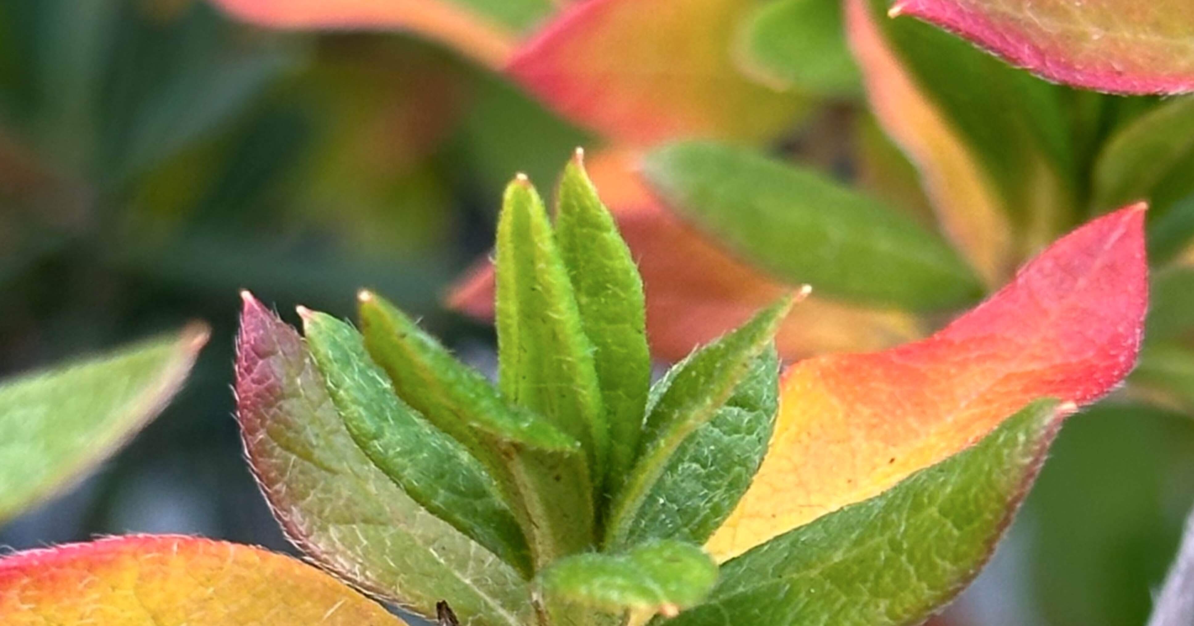 ヤマツツジ 母と歩み見る、彩り葉の世界｜EGGSEED