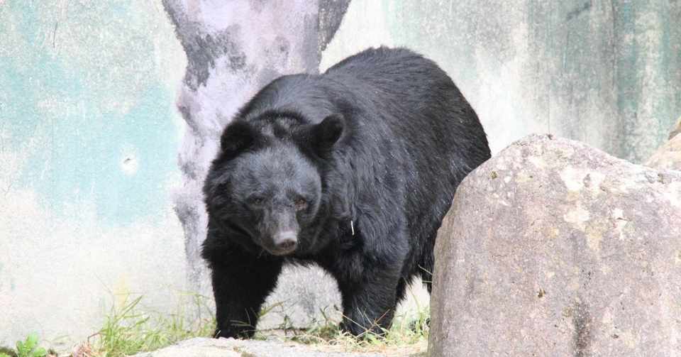 ツキノワグマに出会ってしまったら おいかわ３ Note