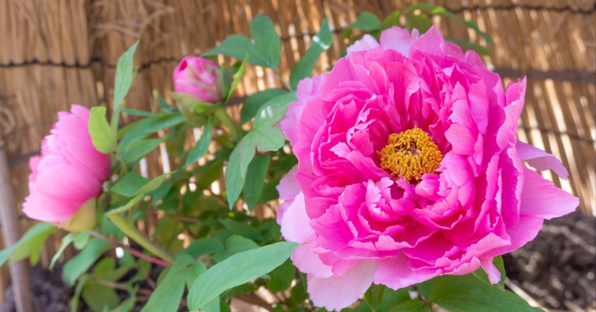 牡丹鈴@ d0a7a91719c35227cf59b692892788