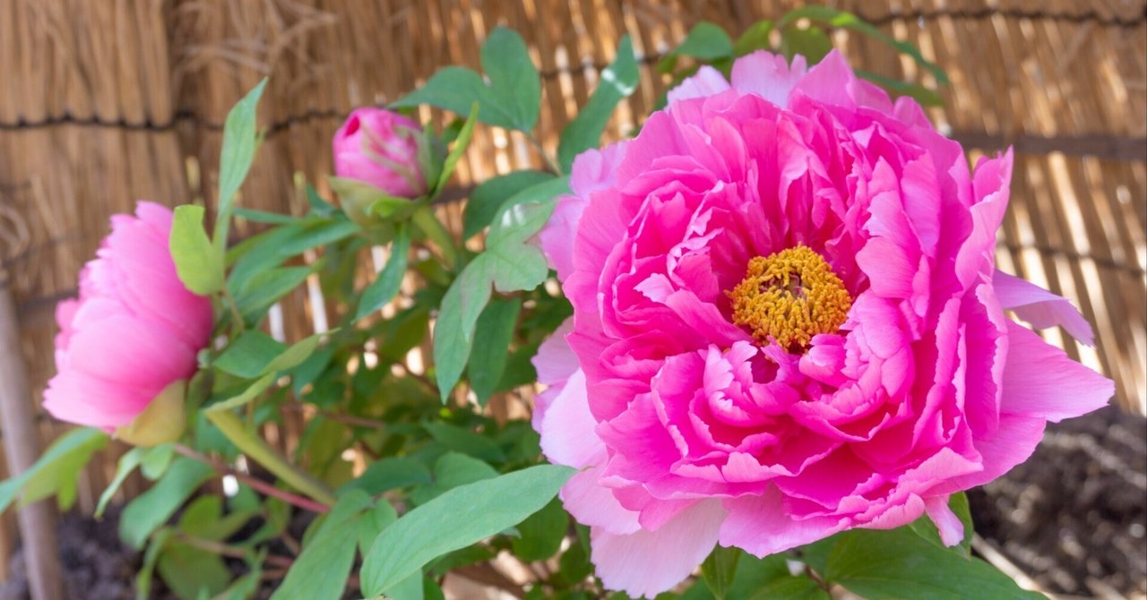 某メーカー 龍鱗蓮華 は自分にプチご褒美を 芍薬牡丹 石の花 桜子 雪つぼみ エケベリア・セダム