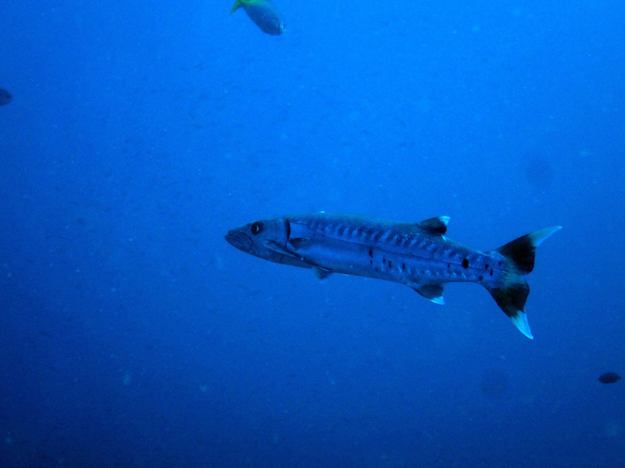 タオ島の群れてる魚たち Tsuboi Nobuo Note タオ島の群れてる魚たち Tsuboi Nobuo Note
