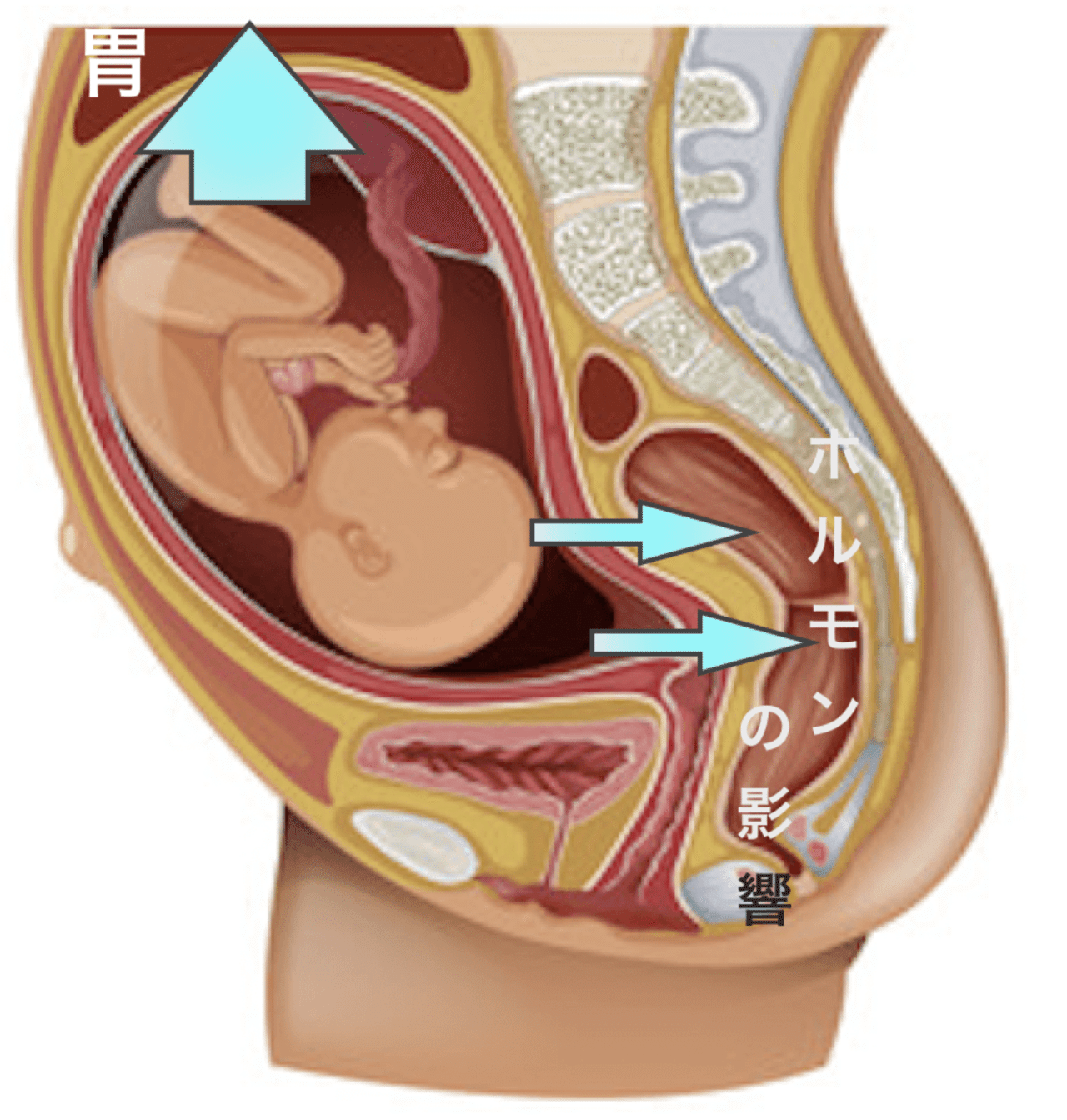 後期つわりの対策法 産婦人科医とみー Note 後期つわりの対策法 産婦人科医とみー Note