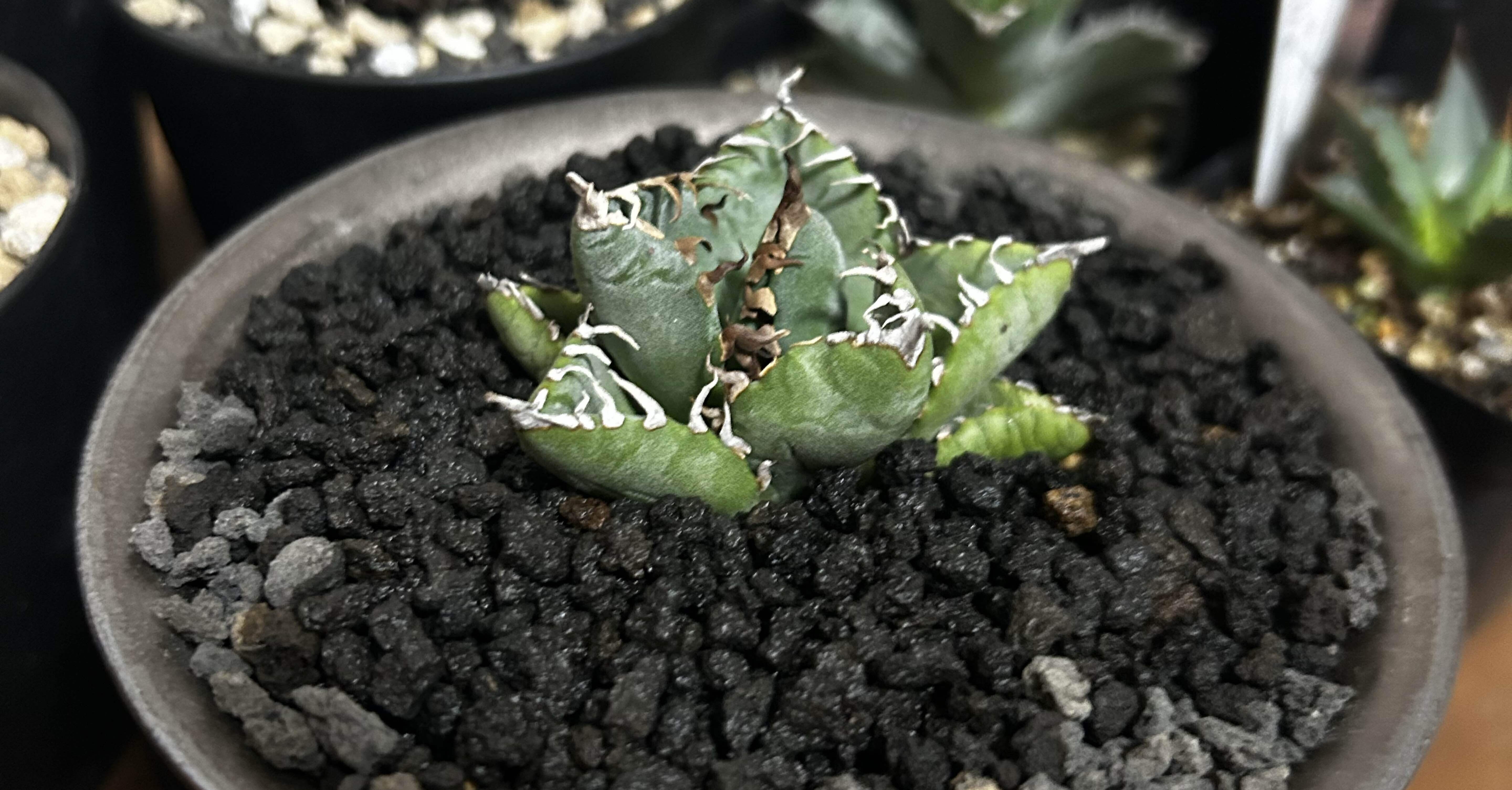 2024年の多肉植物｜ぬらりん