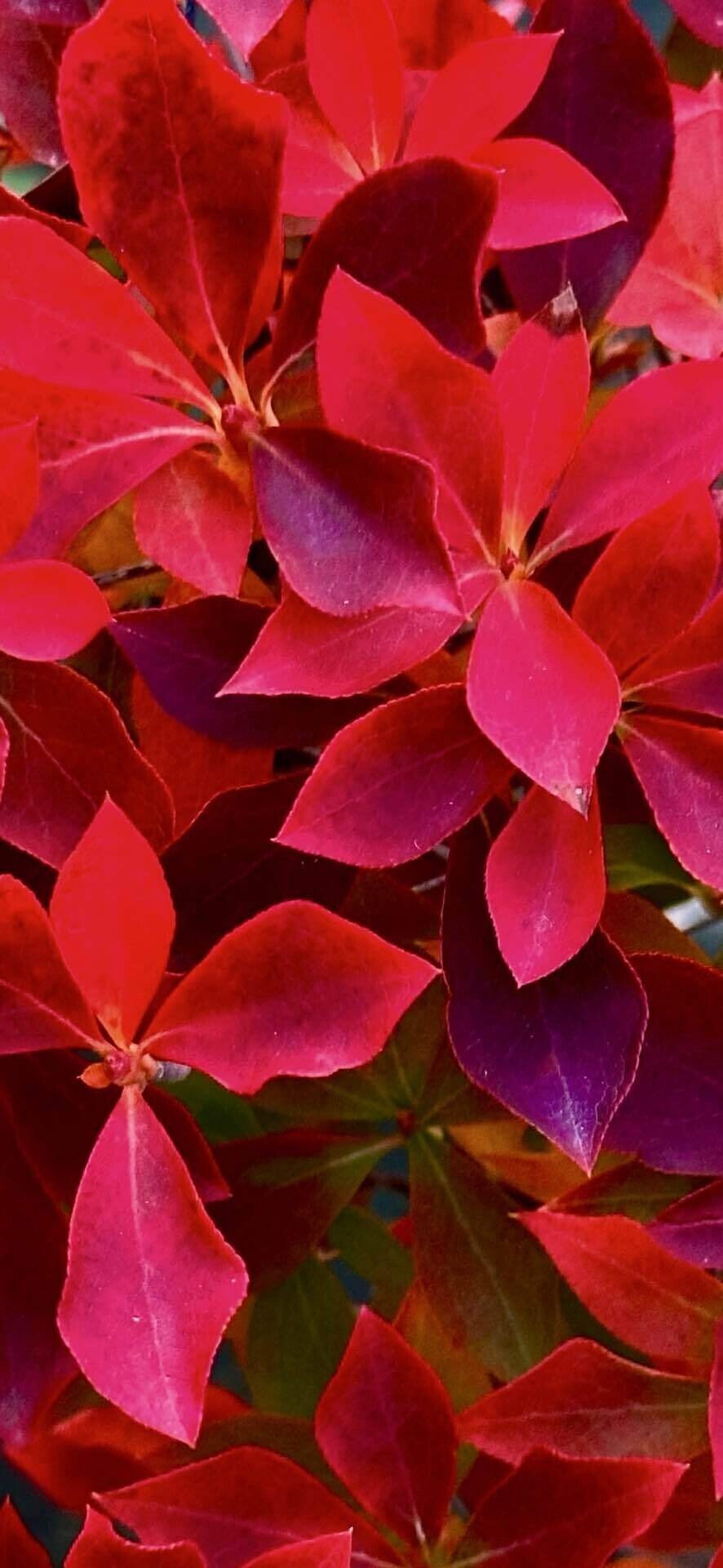 ドウダンツツジ カエデをも嫉妬させる鮮やかな紅葉｜EGGSEED