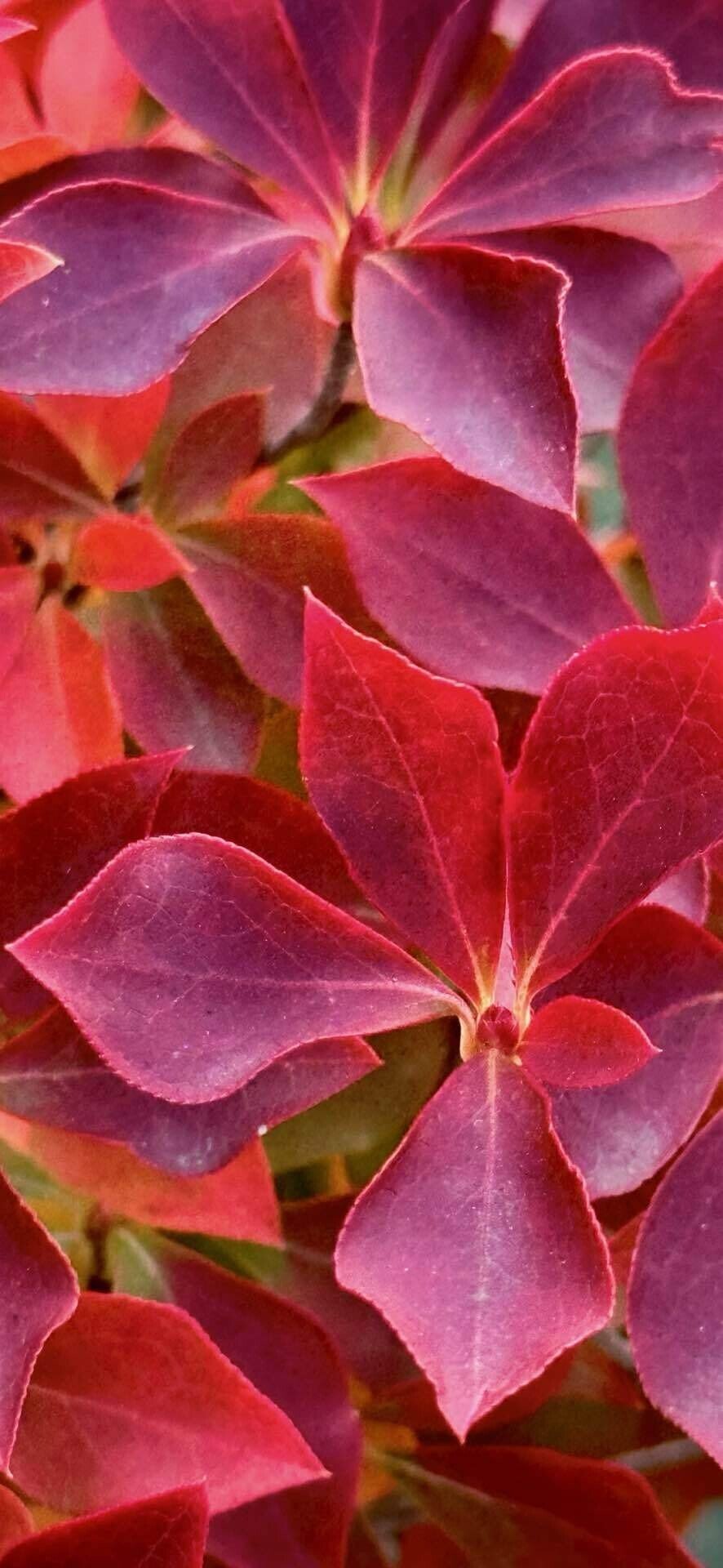 ドウダンツツジ カエデをも嫉妬させる鮮やかな紅葉｜EGGSEED