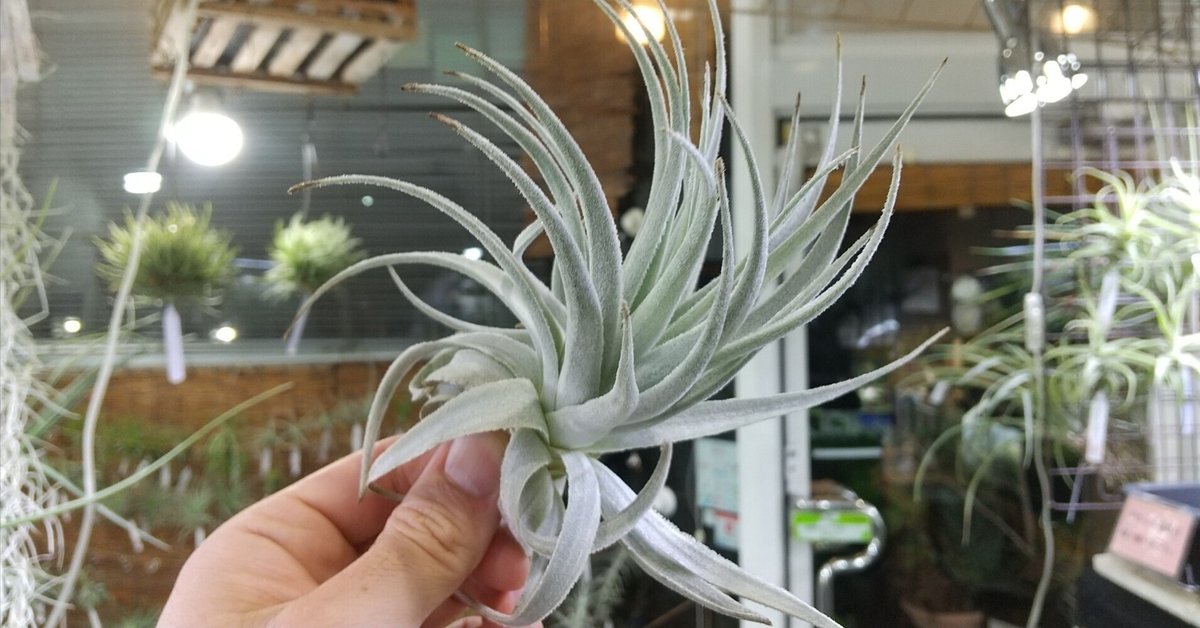 チランジア入荷リスト12/3｜NatureGarden🌿神田