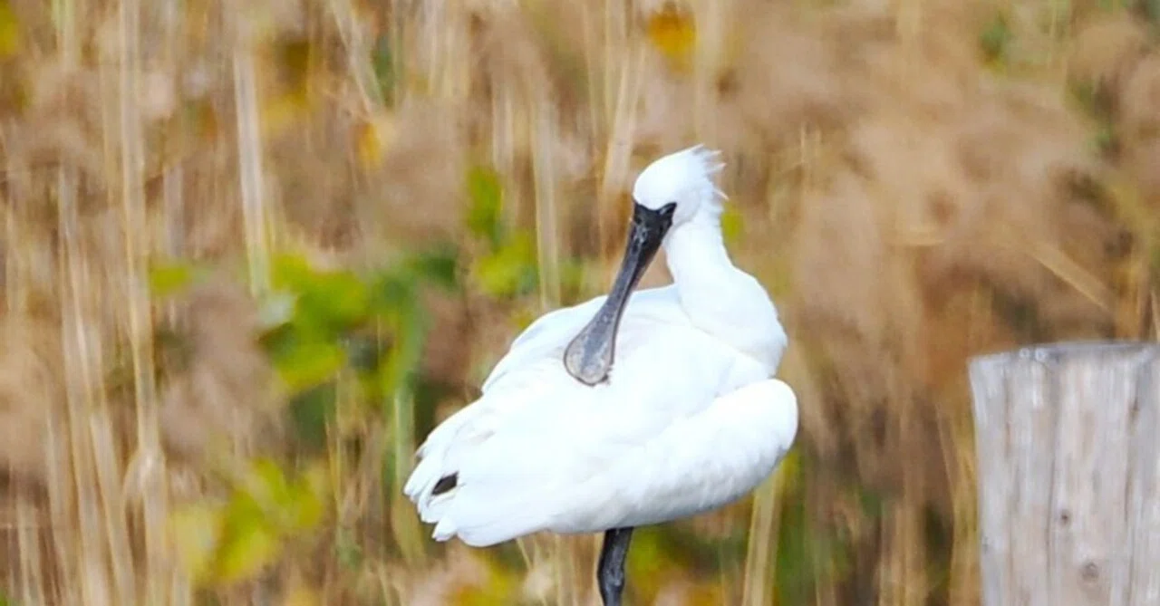 海の見える公園で探鳥：初めまして、クロツラヘラサギ｜もずきち