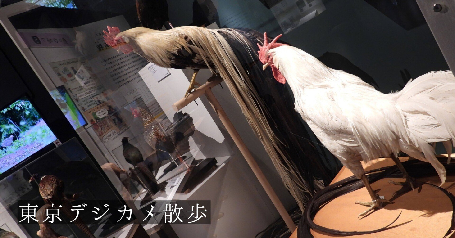 ☆超希少☆山鳥の剥製 科博 特別展 《 鳥 TORI 》へ行きました-02。｜michio