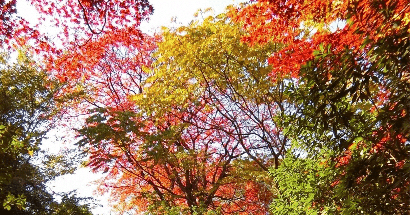 753 競争社会の反対語は協調性社会ではないというお話｜りべるりべる 貴村 甍（たかむらいらか）＠英語専門塾経営（365日連続投稿達成）