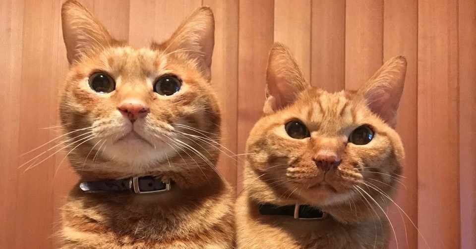 我が家には茶トラの兄弟がいます Mizuno自己紹介 Mizunote Note