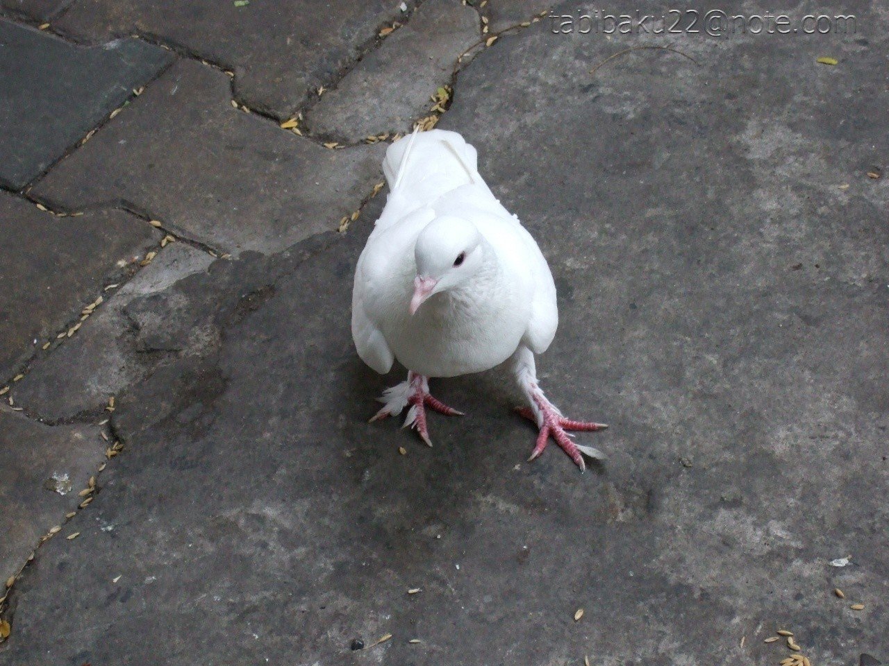 鳩が象徴するもの ベトナム 森野バク 地球旅自炊派 Note