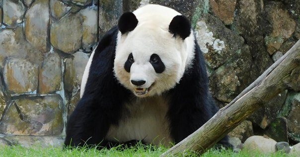 ⭐︎シャンシャンです、5本⭐︎ 予告※】クリスタルアート〈6月バースデー2025〉シリーズ発売決定