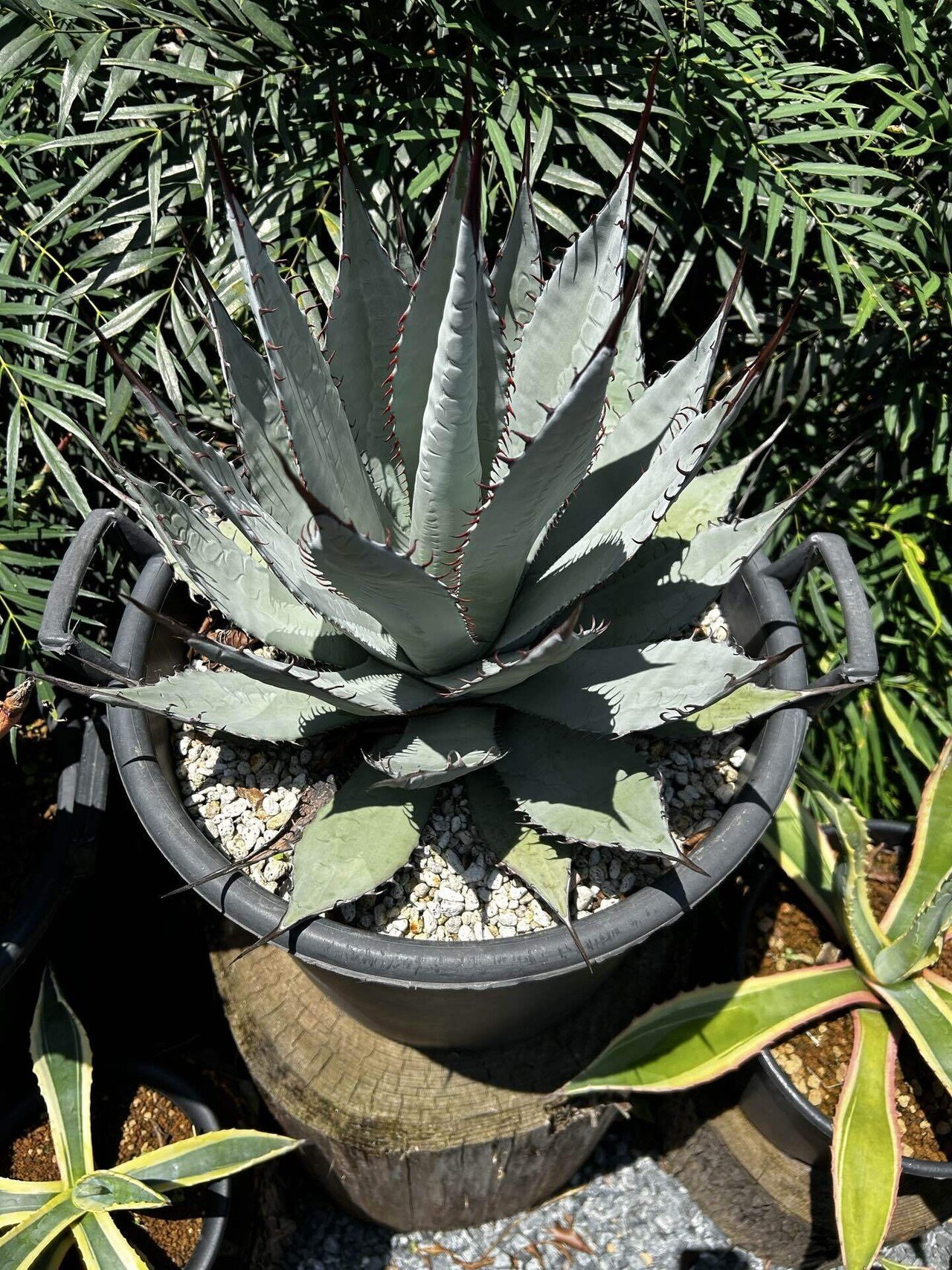 極品アガべ樹氷濃白株多肉植物 17cm 【公式通販】