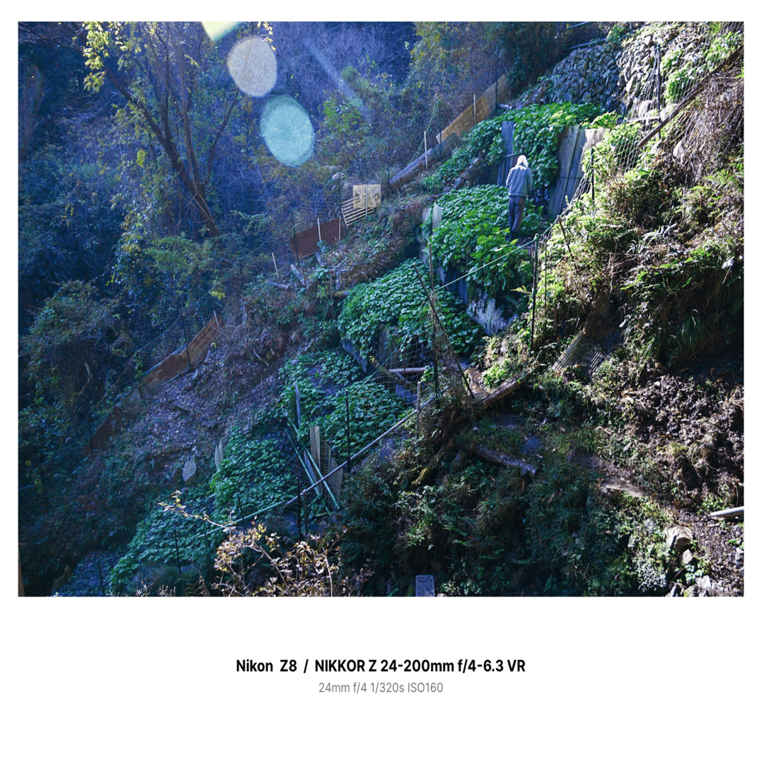 color#3】Nikon Z8 / NIKKOR Z 24-200mm 標準ズーム＋で撮る奥多摩の
