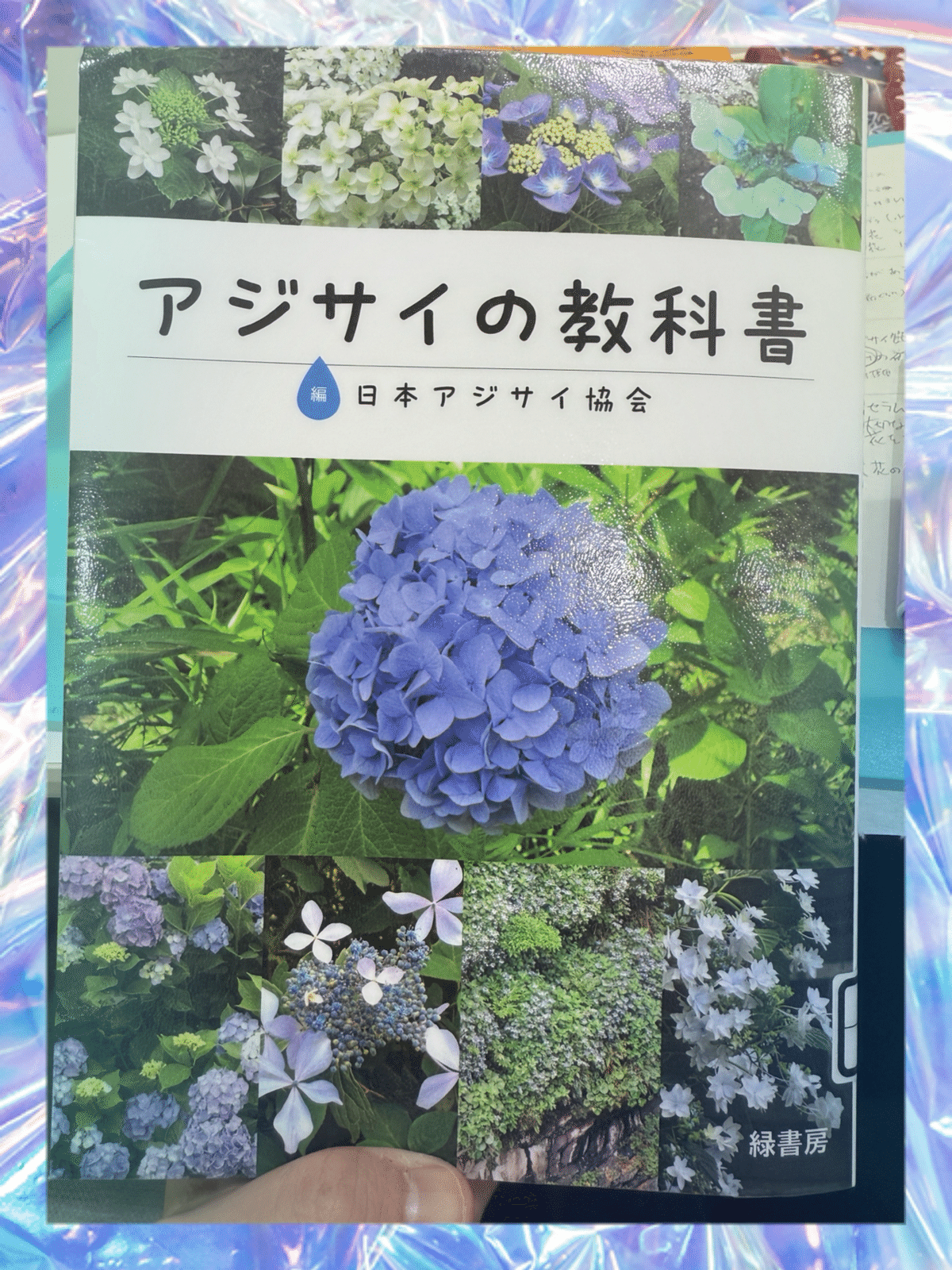 アジサイの教科書』2024/12/4｜ゆいゆか(V名：花燈 結)