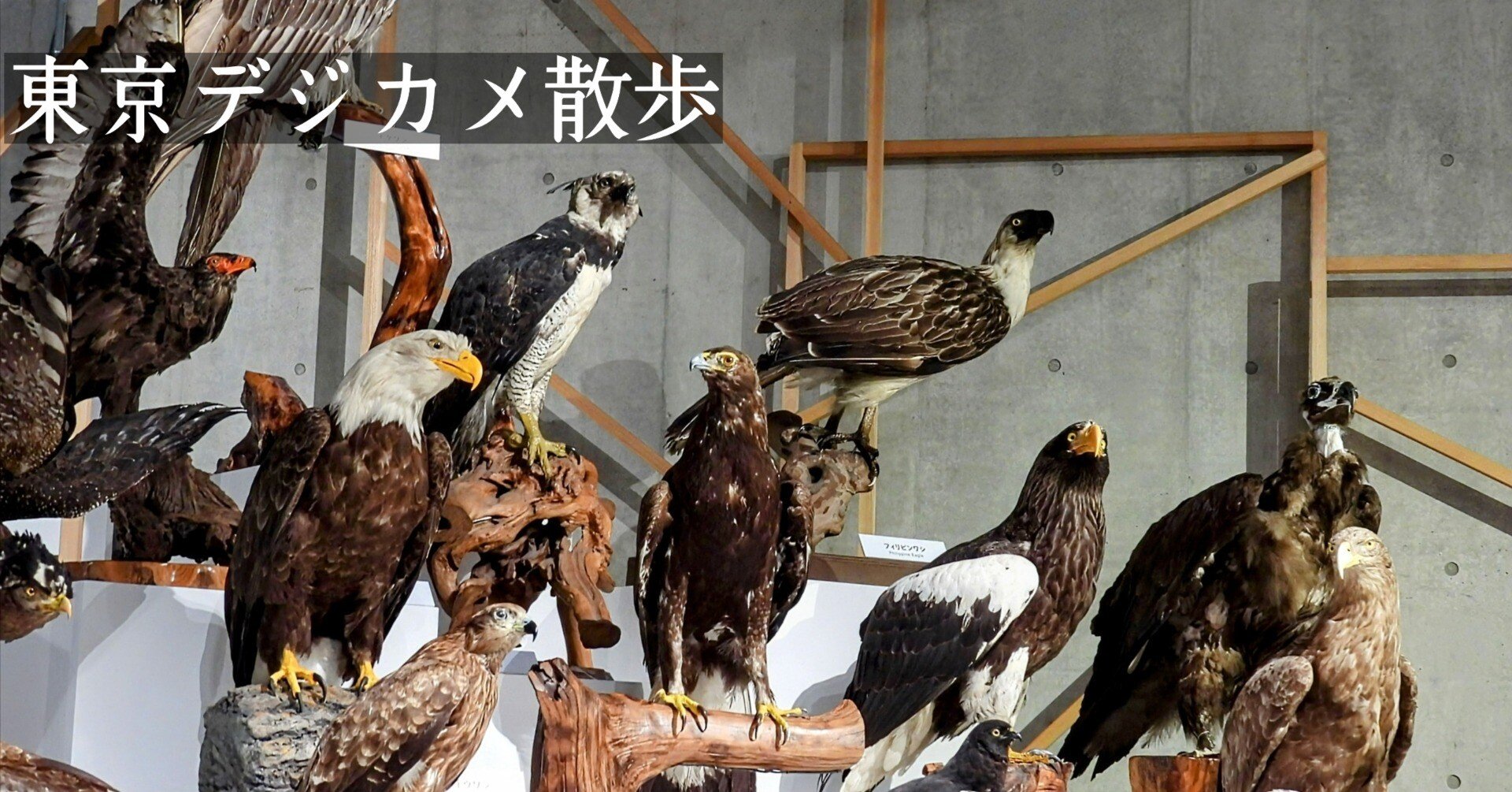 科博 特別展《 鳥 TORI 》 へ行きました-03。｜michio