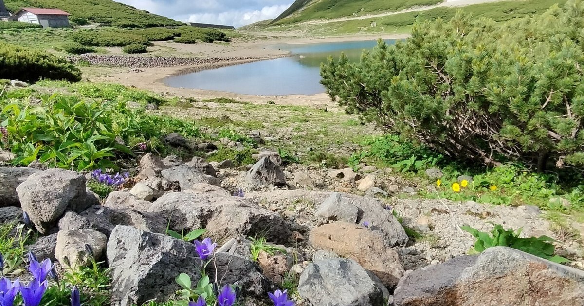 標高2700mの楽園へ！乗鞍岳お花畑ハイキングで心と体を