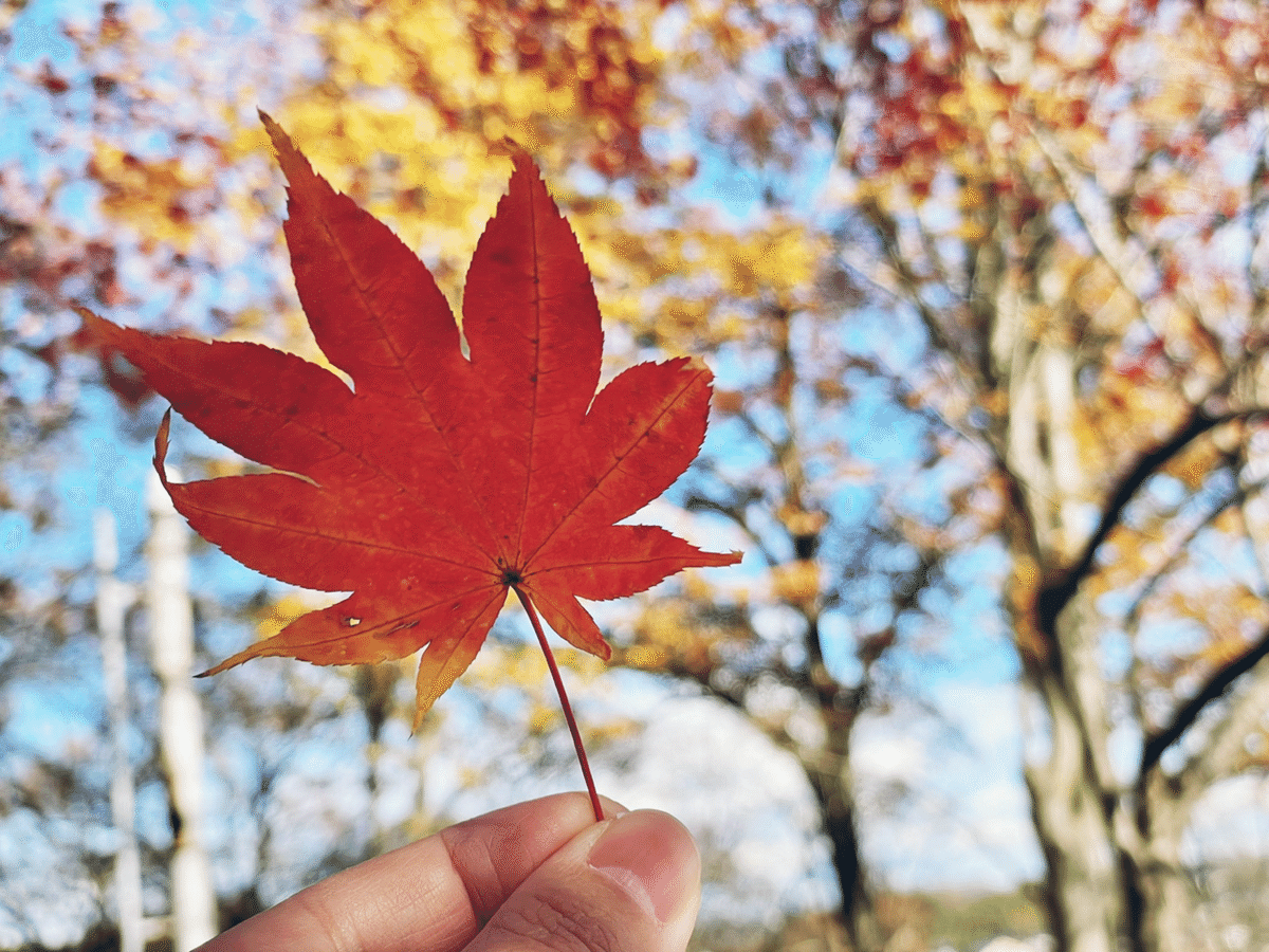 iPhoneで秋の景色・紅葉を撮る｜アユリカ