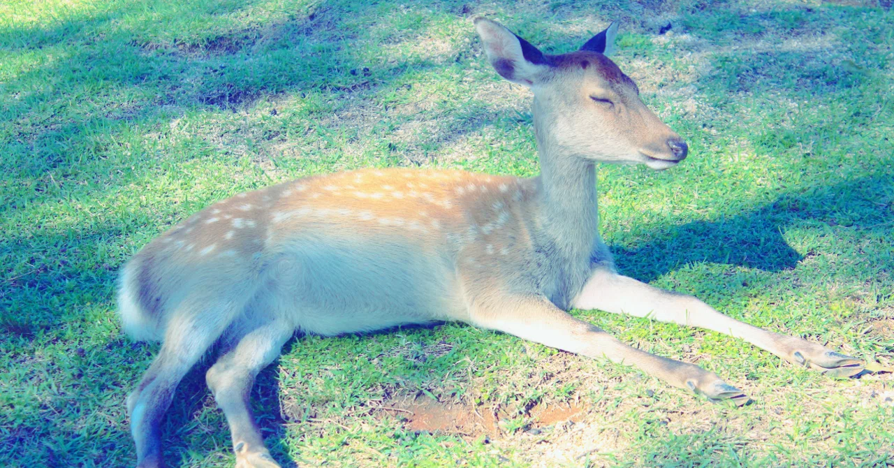 A deer / 鹿 奈良のシカ事情 / Circumstances Surrounding the Deer in Nara｜Ryoma. Y