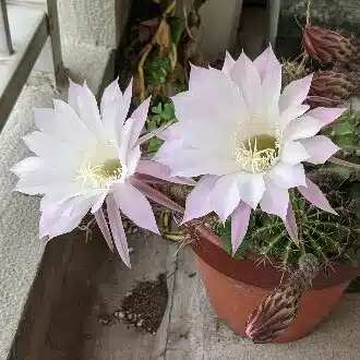 墨者〈bokusha〉