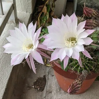 墨者〈bokusha〉