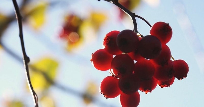 舌痛症について みう note