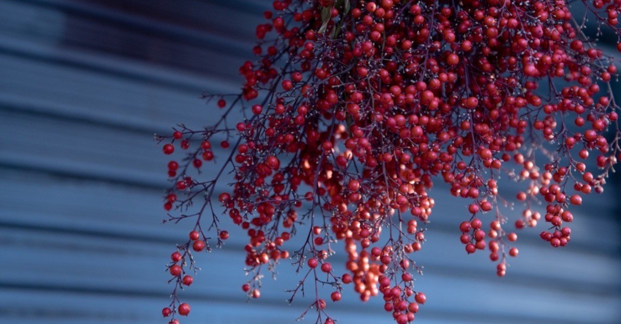 クリスマスやお正月に オススメの赤い実 その名は 岩田紫苑 Note クリスマスやお正月に オススメの赤い実 その名は 岩田紫苑 Note