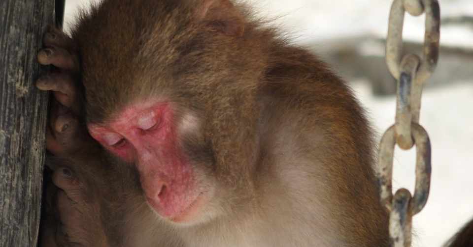 男は サル 浮気をする男90 は事故なのです の深層心理 プリプリ 一条の教え カリスマ風俗嬢のつくり方 Note