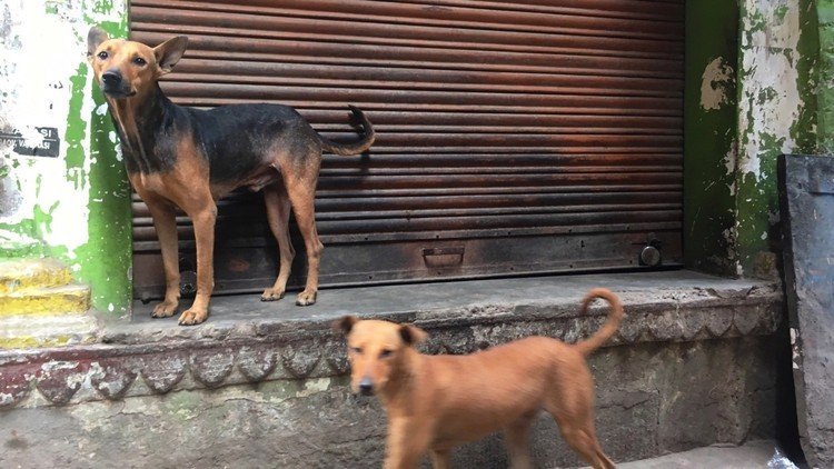 裏路地を練り歩く犬たち。
#犬 #写真 #photo