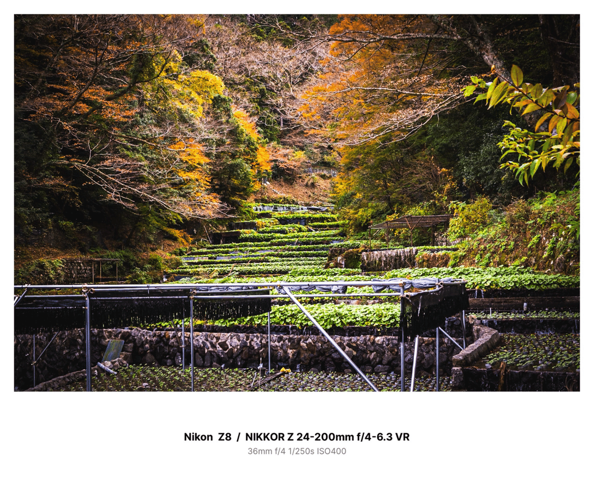 color#4】Nikon Z8 / NIKKOR Z 24-200mmで撮る河津のワサビ田