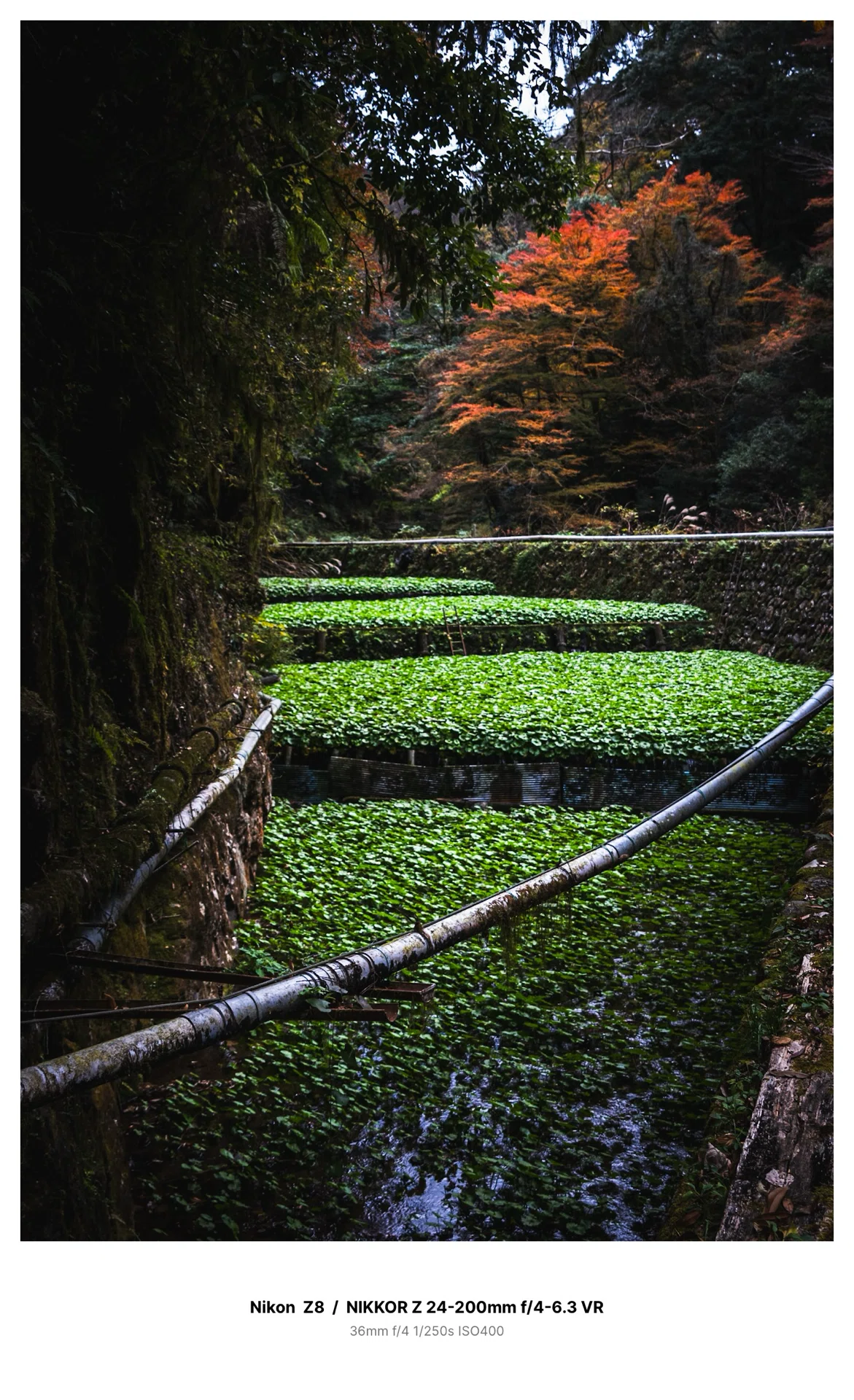 color#4】Nikon Z8 / NIKKOR Z 24-200mmで撮る河津のワサビ田｜MA-SAN
