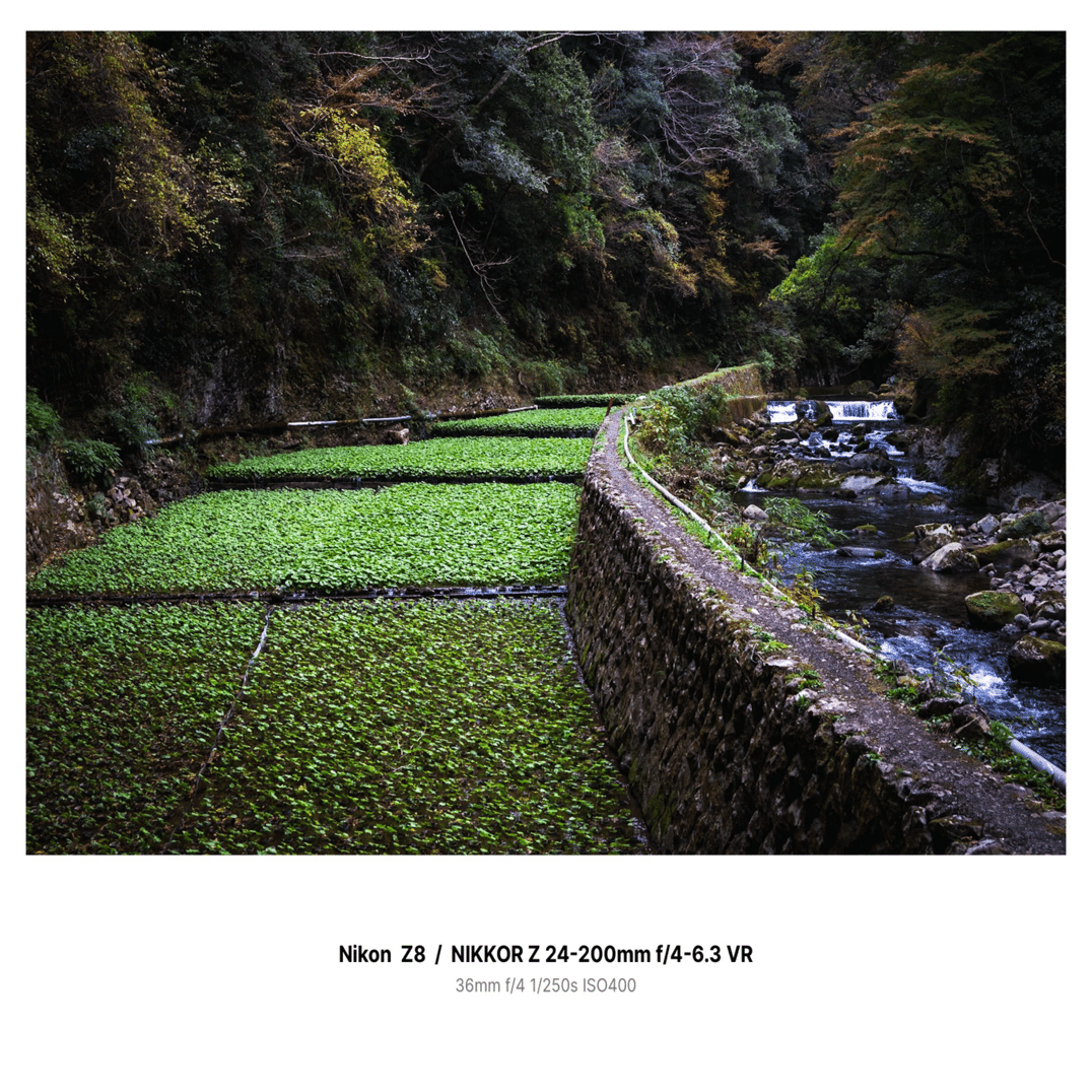 color#4】Nikon Z8 / NIKKOR Z 24-200mmで撮る河津のワサビ田｜MA-SAN