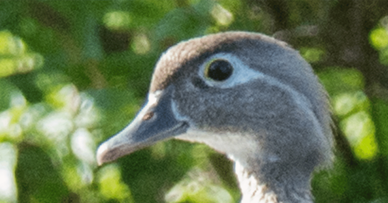 二羽のカモ　Two Ducks　ヘレンド　＃5036　ハンガリー　ヴィンテージ 二羽のカモ Two Ducks ヘレンド ＃5036 ハンガリー ヴィンテージ