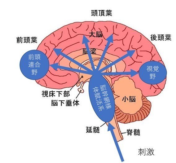 191202_神経科学モデル