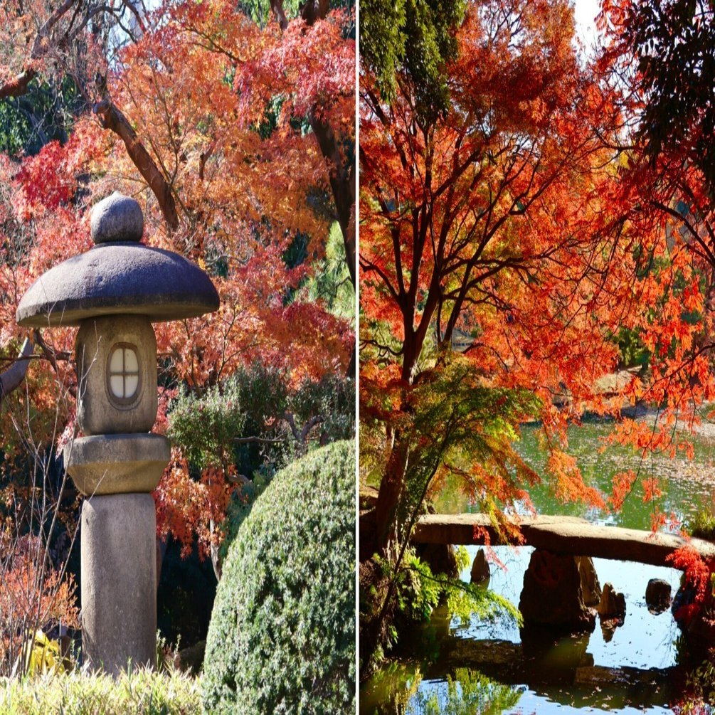 紅葉の見頃を迎えた都内の庭園【2選】─小石川後楽園・六義園｜ほんの